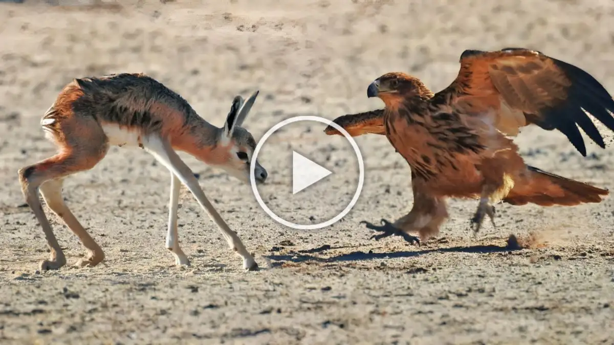 Viral Video: Baby Buck Gets Attacked by Eagles