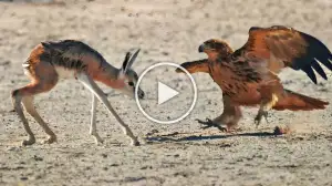 Viral Video: Baby Buck Gets Attacked by Eagles