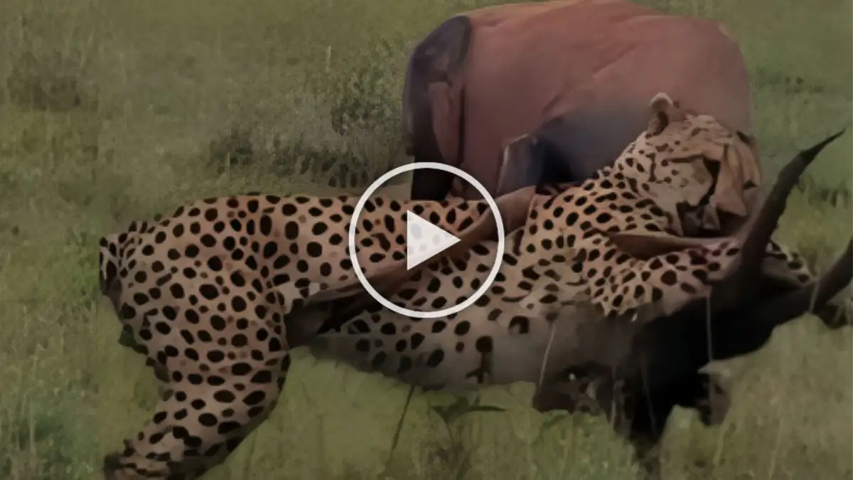 Viral Video: Cheetah Attacks Deer Watch the Video to Know What Happened to Deer