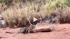 Viral Video: Cheetah's Master Ability of Catching a Deer Goes Viral