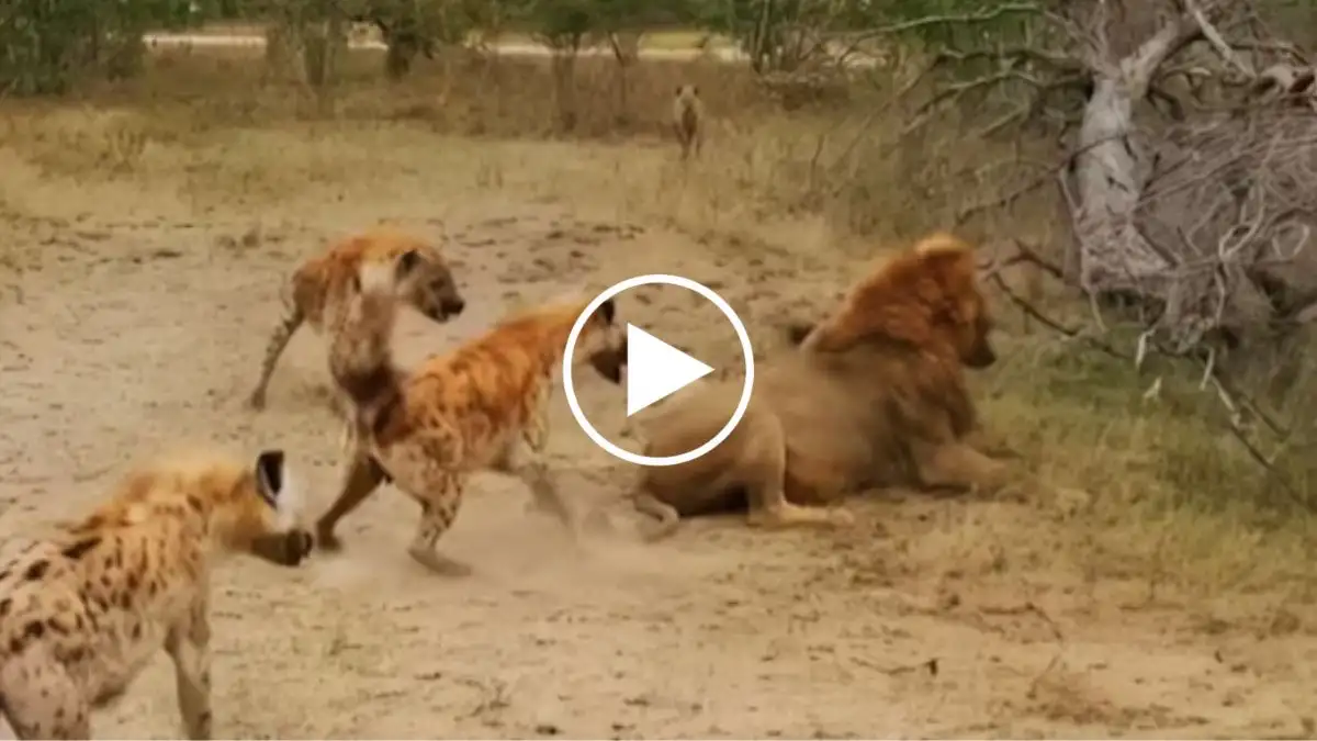 Viral Video: Lion attacks Hyena Watch the Terrific attack of Lion