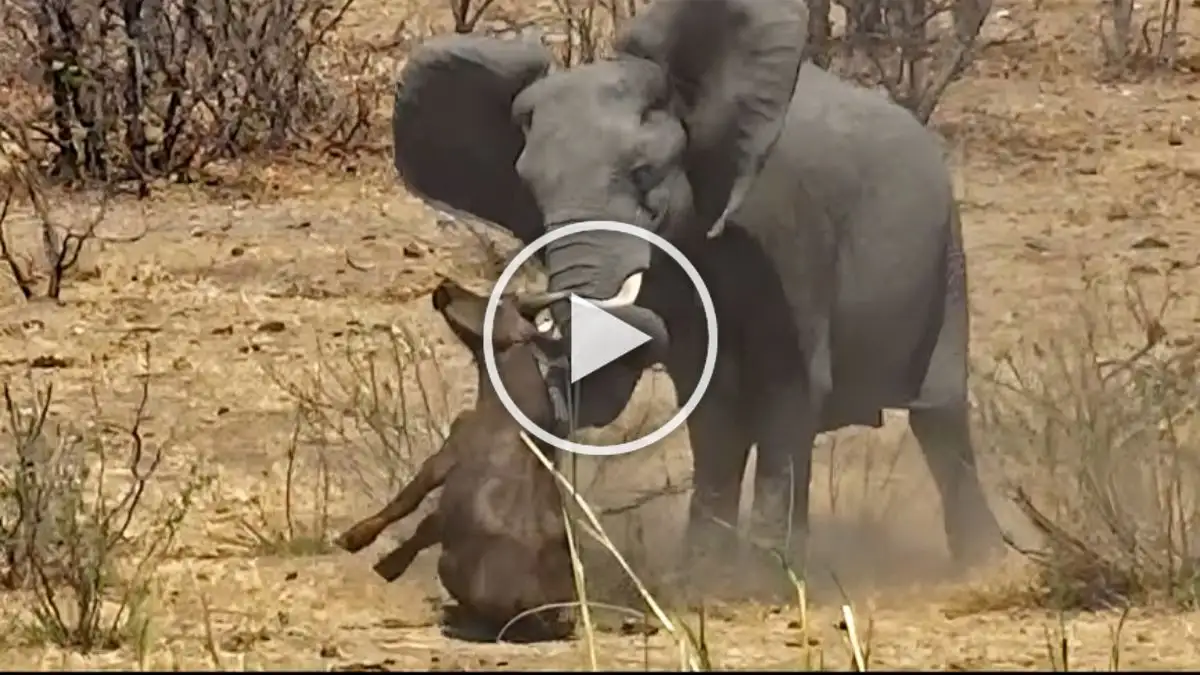 Viral Video: Lone Buffalo is in Danger! Watch the Video Till the End