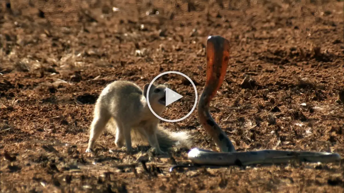 Viral Video: Mongoose Vs Cobra Who Will Win the Battle?