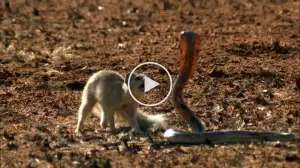 Viral Video: Mongoose Vs Cobra Who Will Win the Battle?