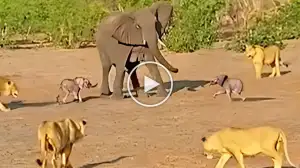 Viral Video: Shows a Mother Elephant Fighting to Save This Twin Babies From Lion