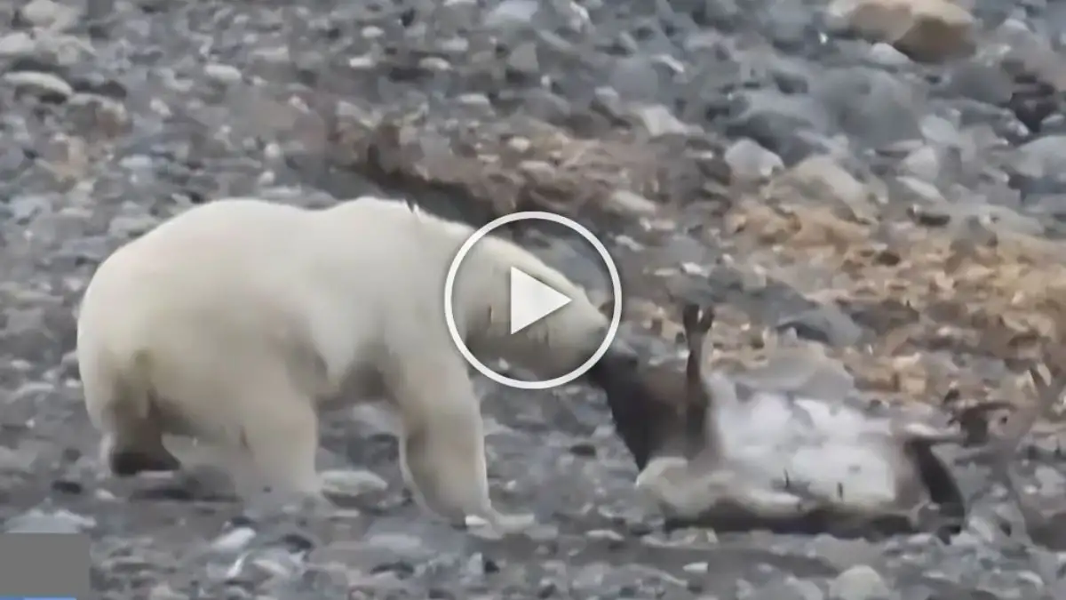 Viral Video Shows a Polar Bear Hunting a Reindeer Watch the Video Till the End