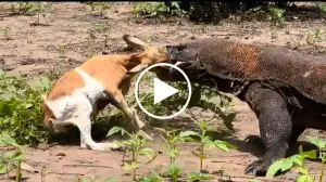 Viral Video Shows Komodo Dragon Attacking Goat Watch the Video Till the End