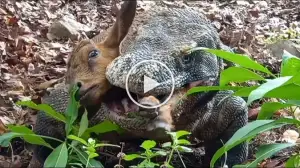 Viral Video Shows Komodo Dragon Hunting a Cow Watch the Video Till the End