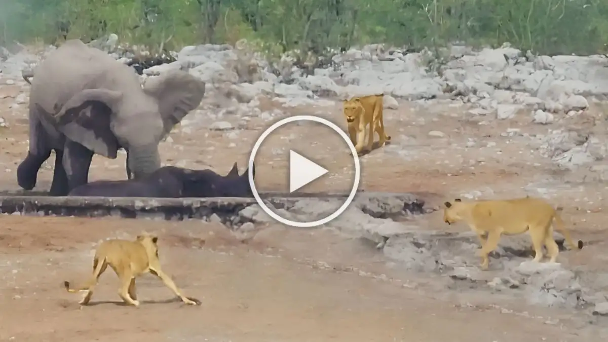 Viral Video: Watch Elephants Team Up to Rescue Rhino in Peril From Hungry Lions!