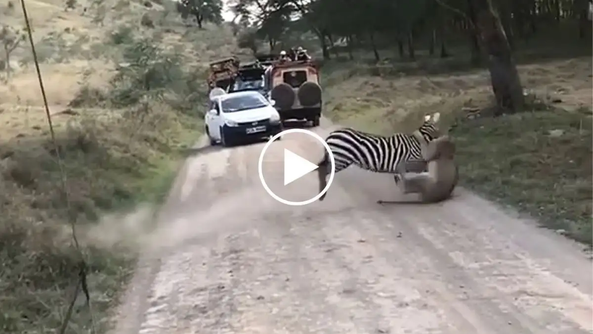 Viral Video: Watch the Terrific Fight Between Zebra and Lioness