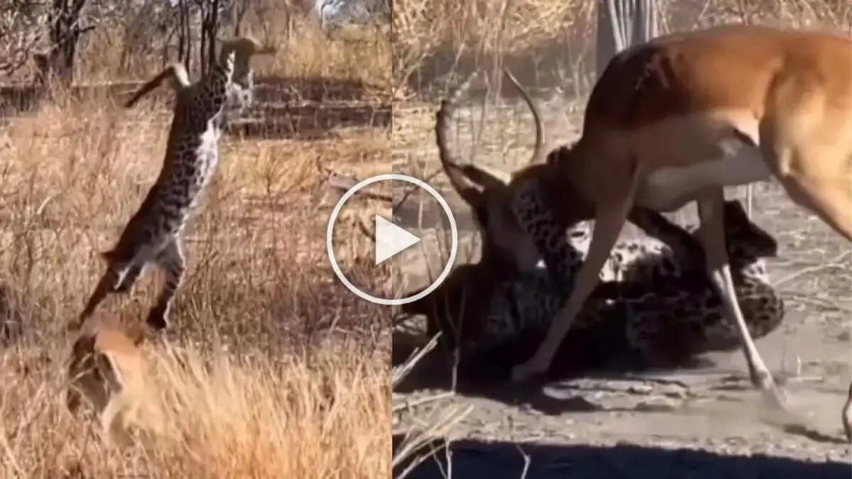 Viral Video: Witness the Unpredictable Encounter Between a Leopard and a Deer!