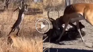 Viral Video: Witness the Unpredictable Encounter Between a Leopard and a Deer!