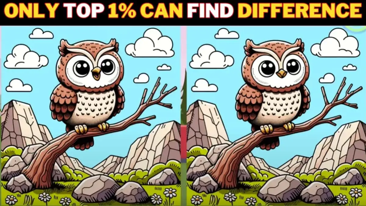 Optical Illusion Spot the Difference Game: Only razor-sharp eyes can spot 3 differences in this Owl Image in 15 Secs