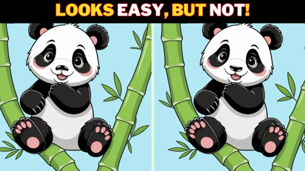 Optical Illusion Spot the Difference Picture Puzzle: Test your observation skills and spot the 3 Differences in this Panda Image in 8 Secs