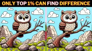 Spot the Difference Game: Only a genius with Eagle eyes can find the 3 Differences in this Owl Picture in 12 Secs