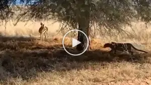 Viral Video: Brilliant Leopard Hides in Plain to Attack the Deer