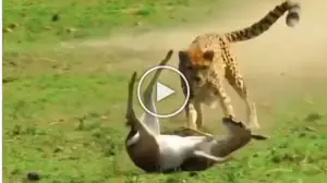 Viral Video: Finally Cheetah Has Found Its Prey!