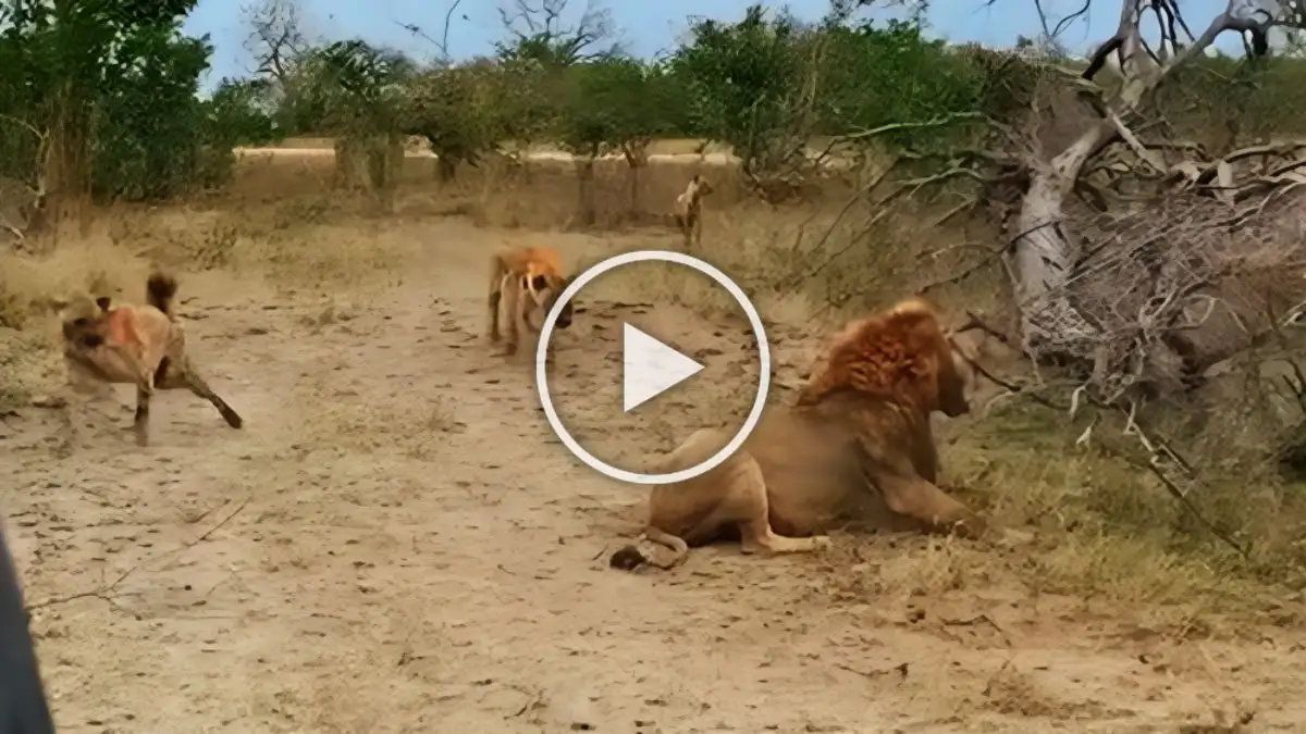 Viral Video: Hyenas' Brave Rescue Mission Saving a Companion From a Lion's Claws