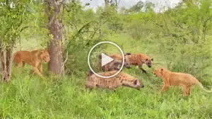 Viral Video: Lion Tries to Save His Cub From Gang of Hyenas