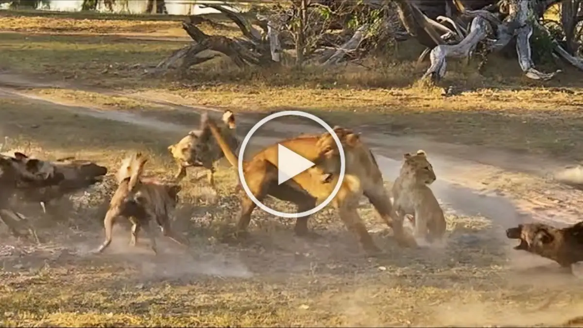 Viral Video: Lioness Saves Her Cub From Wild Dogs Watch the Video Till the End