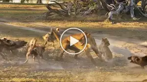 Viral Video: Lioness Saves Her Cub From Wild Dogs Watch the Video Till the End