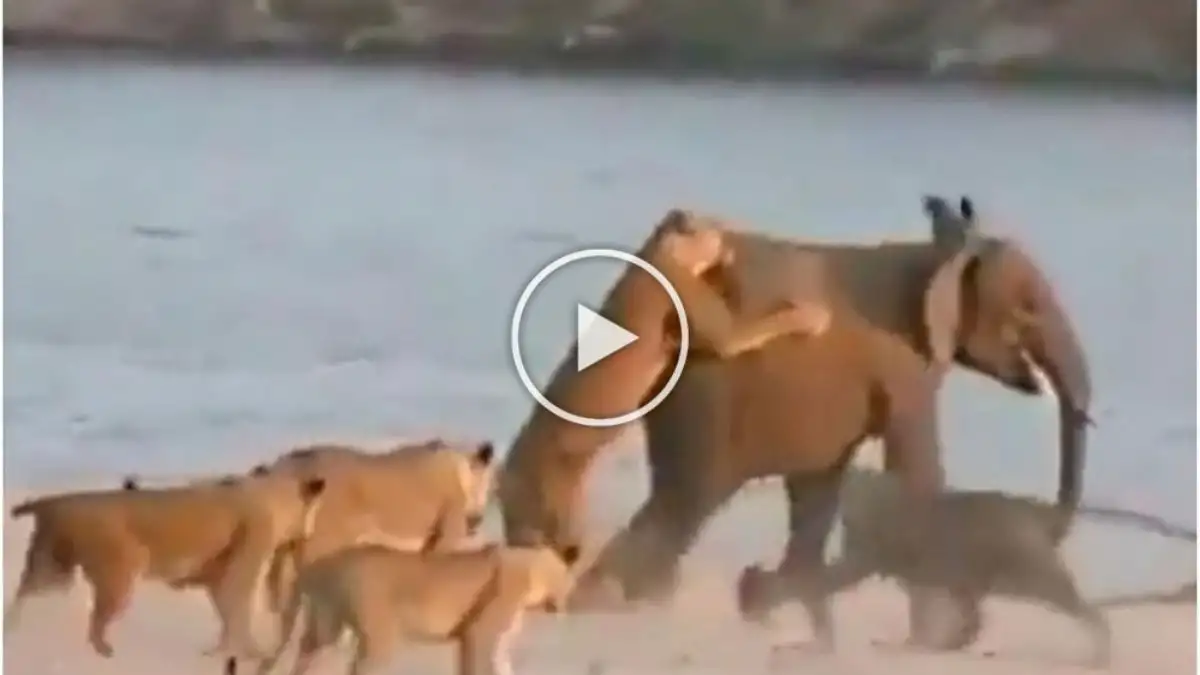 Viral Video: Lone Elephant Battles 14 Lionesses for Survival Watch the Video Till the End