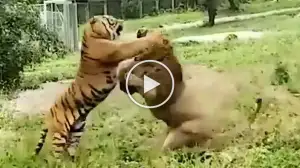 Viral Video Shows Intense Battle Between Lion and Tiger! Let's See Who is Stronger