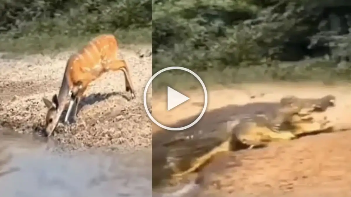 Viral Video: Watch How the Deer Escapes from Crocodile