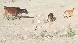 Viral Video: Watch How the Mother Cow Saves the Calf From Tiger