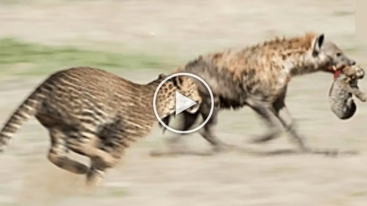 Viral Video: Watch Mother Leopard Saves Her Cub From Hyena