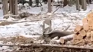 Viral Video Shows Wolf Killing a Deer Watch the Video Till the End