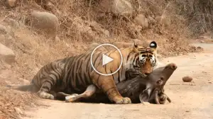 Viral Video: Tigress Attempts to Swipe Huge Male's Meal!